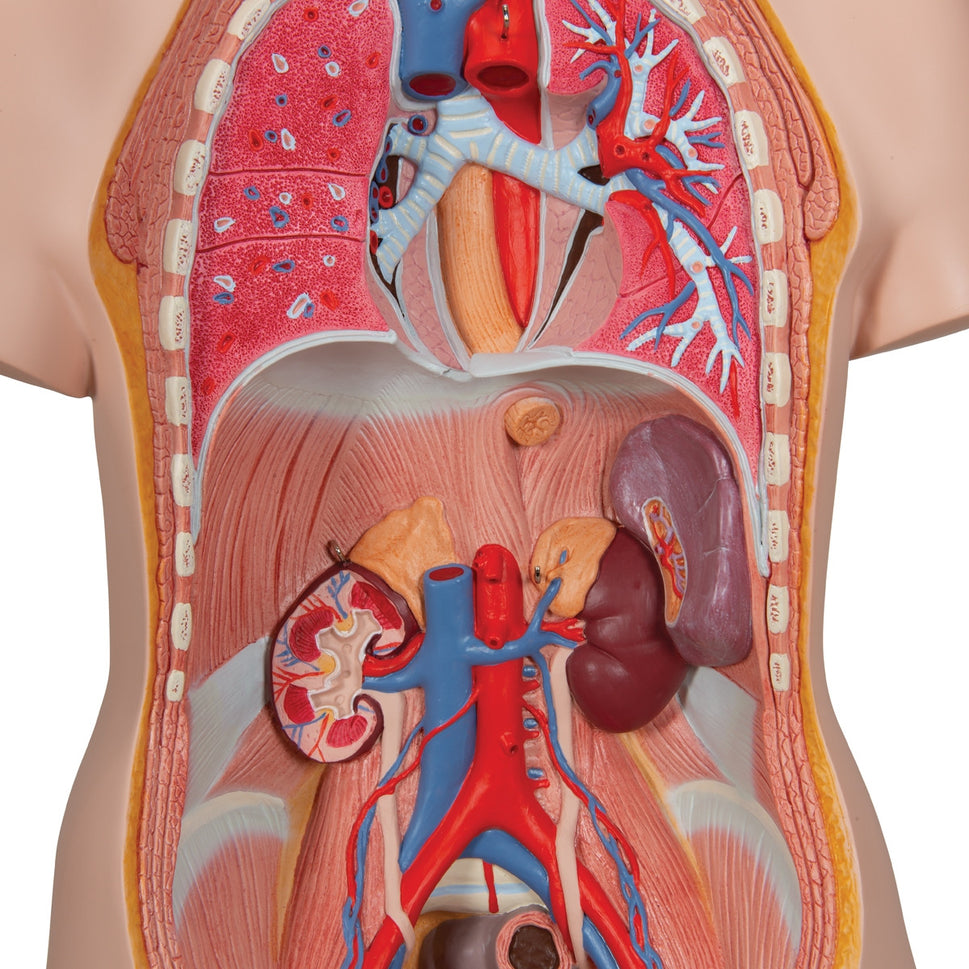 Deluxe Dual-Sex Torso Model (20 part)