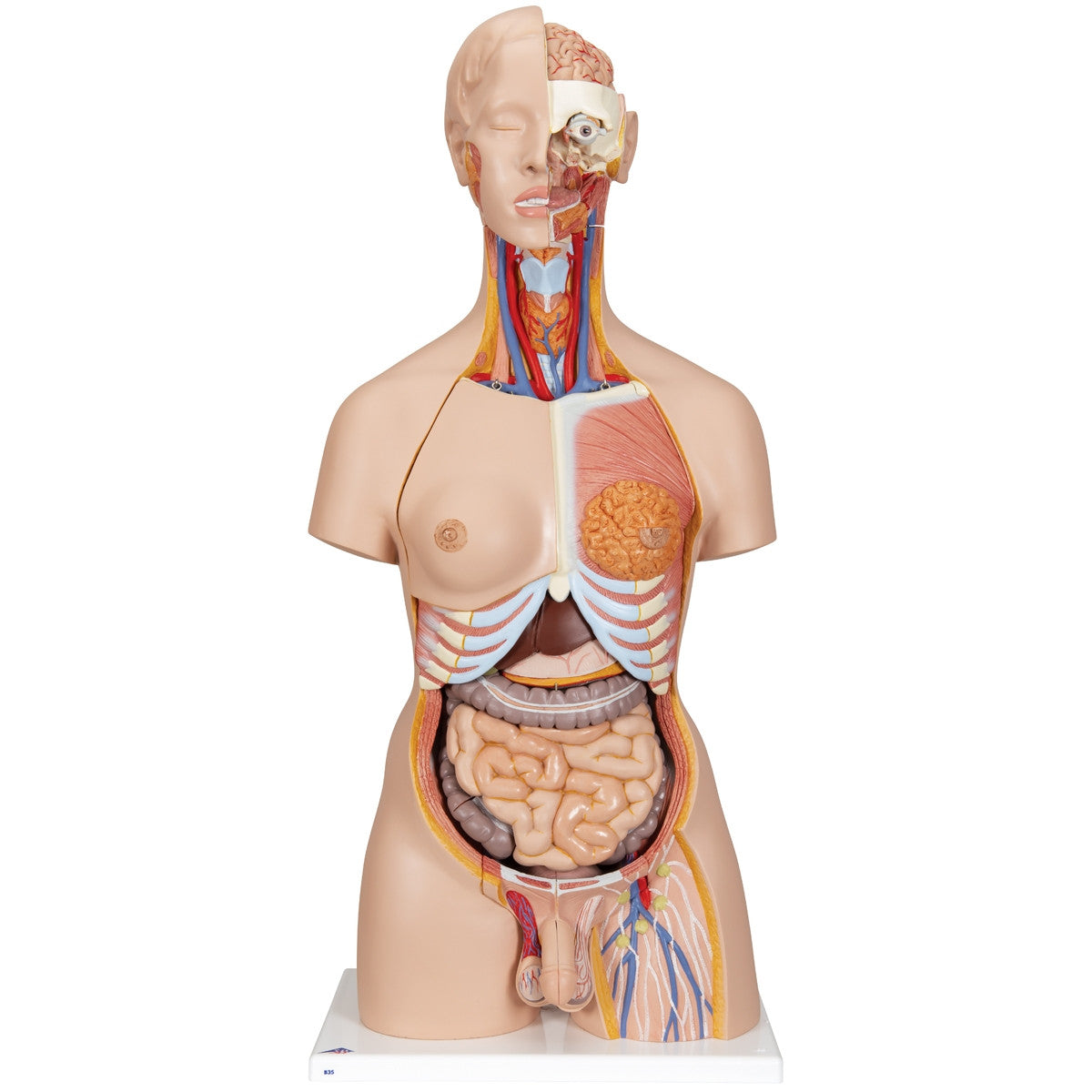 Deluxe Dual Sex Torso Model with Opened Back (28 part)