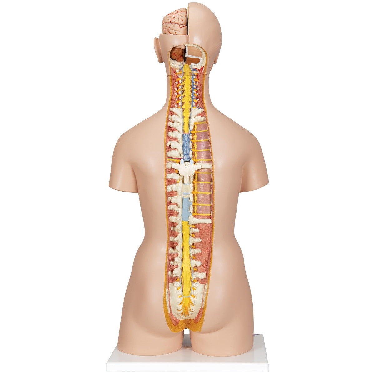 Deluxe Dual Sex Torso Model with Opened Back (28 part)