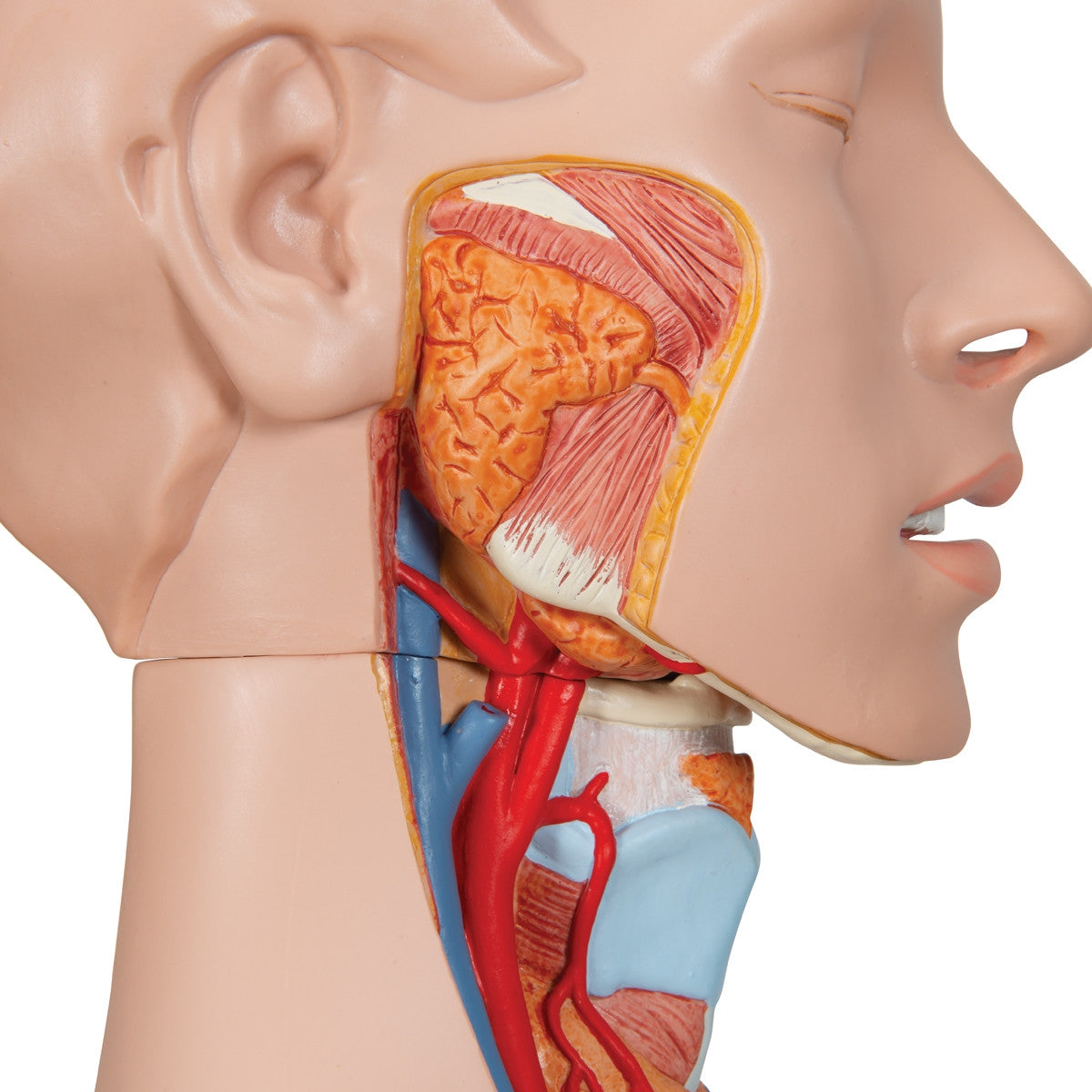 Deluxe Dual Sex Torso Model with Opened Back (28 part)