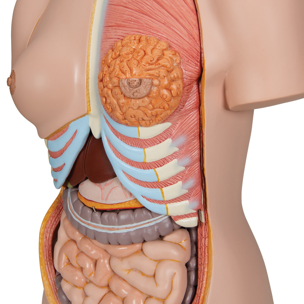 Deluxe Dual Sex Torso Model with Opened Back (28 part)