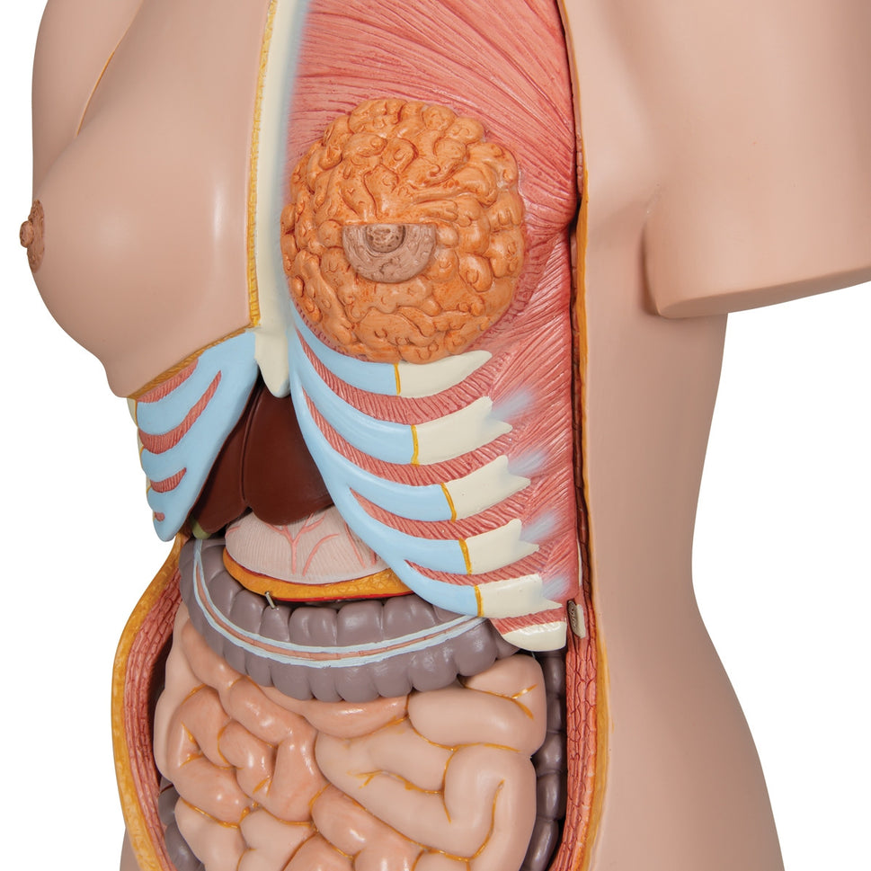 Deluxe Dual Sex Torso Model with Opened Back (28 part)