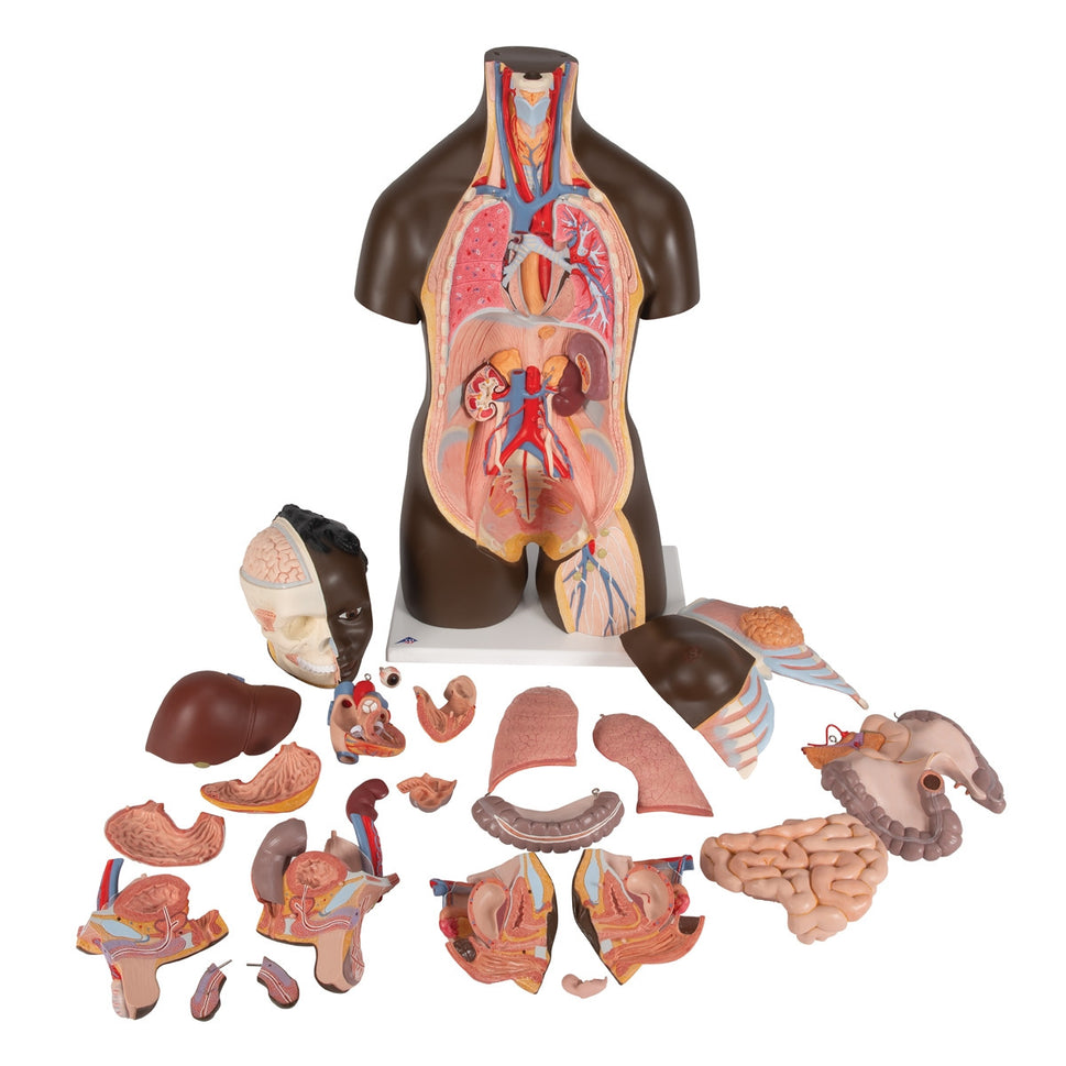 Dark Skin Tone Dual-Sex Torso Model (24 part)