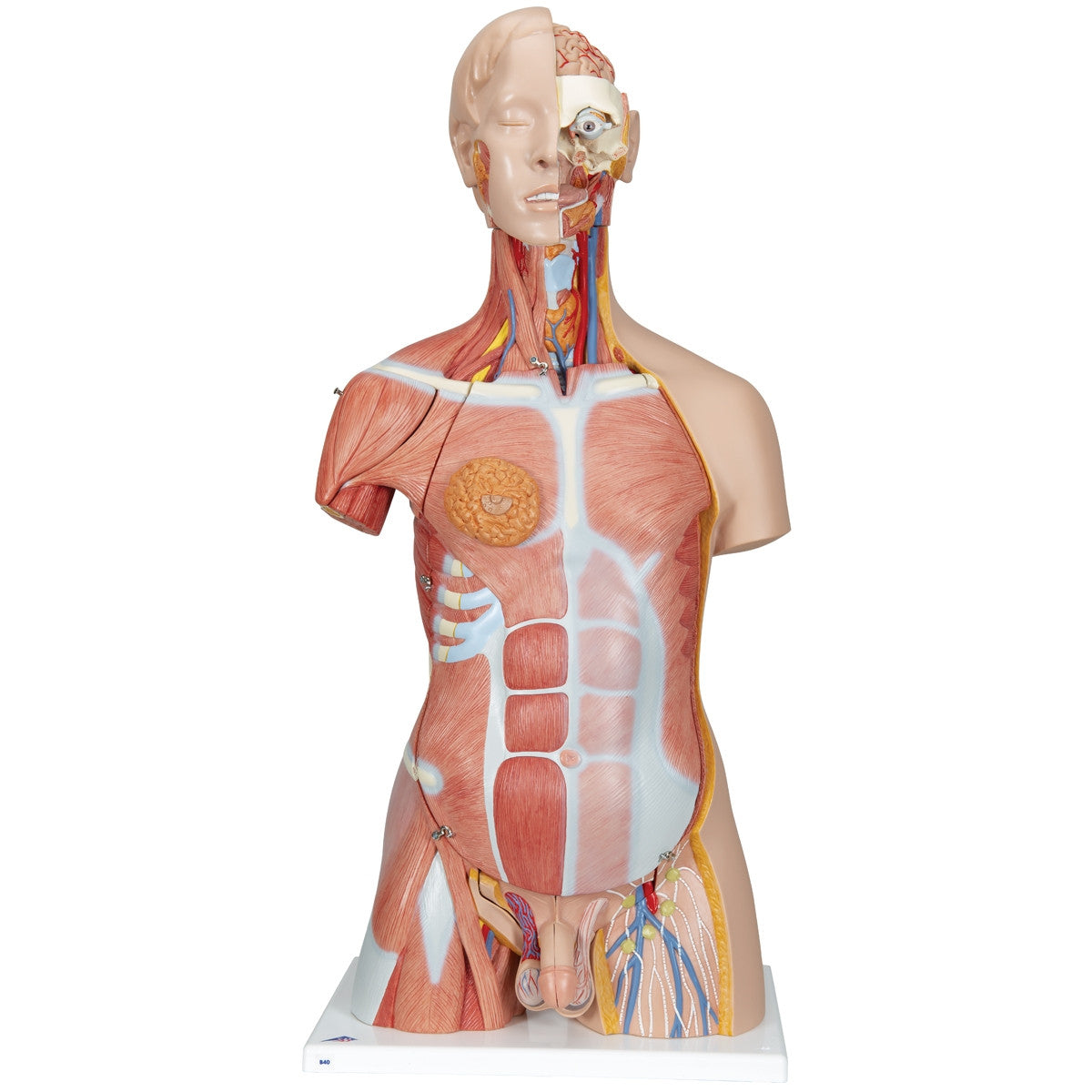 Deluxe Dual Sex Muscle Torso (31 part)