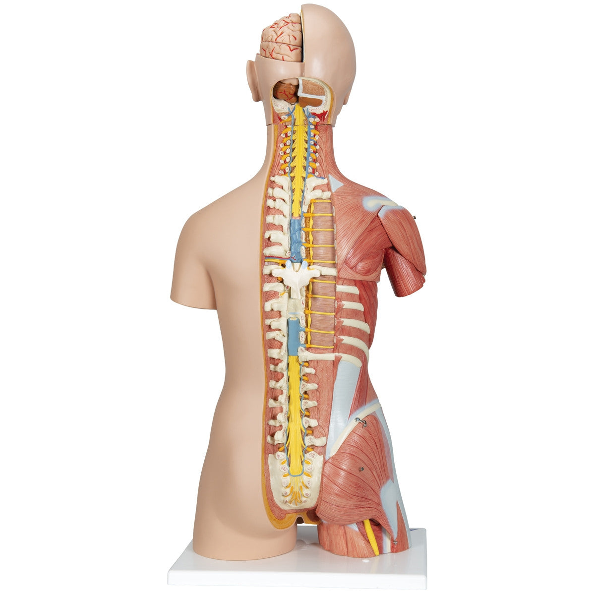 Deluxe Dual Sex Muscle Torso (31 part)