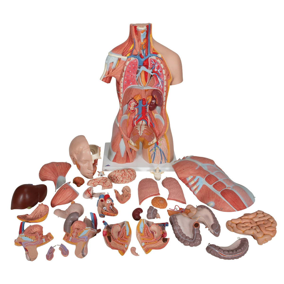 Deluxe Dual Sex Muscle Torso (31 part)