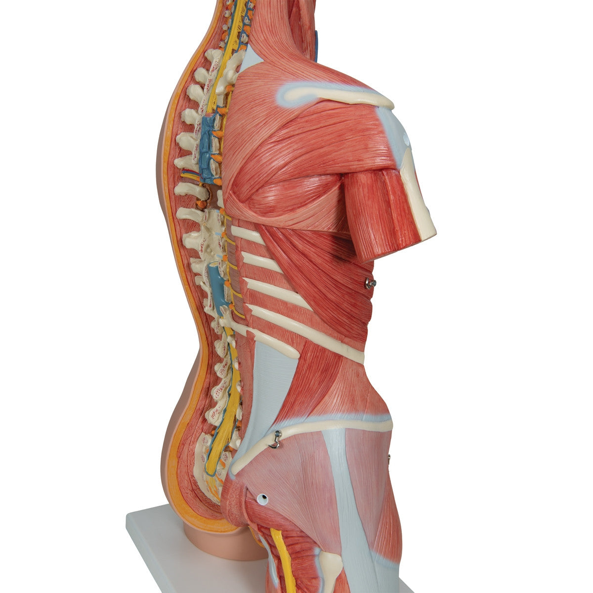 Deluxe Dual Sex Muscle Torso (31 part)