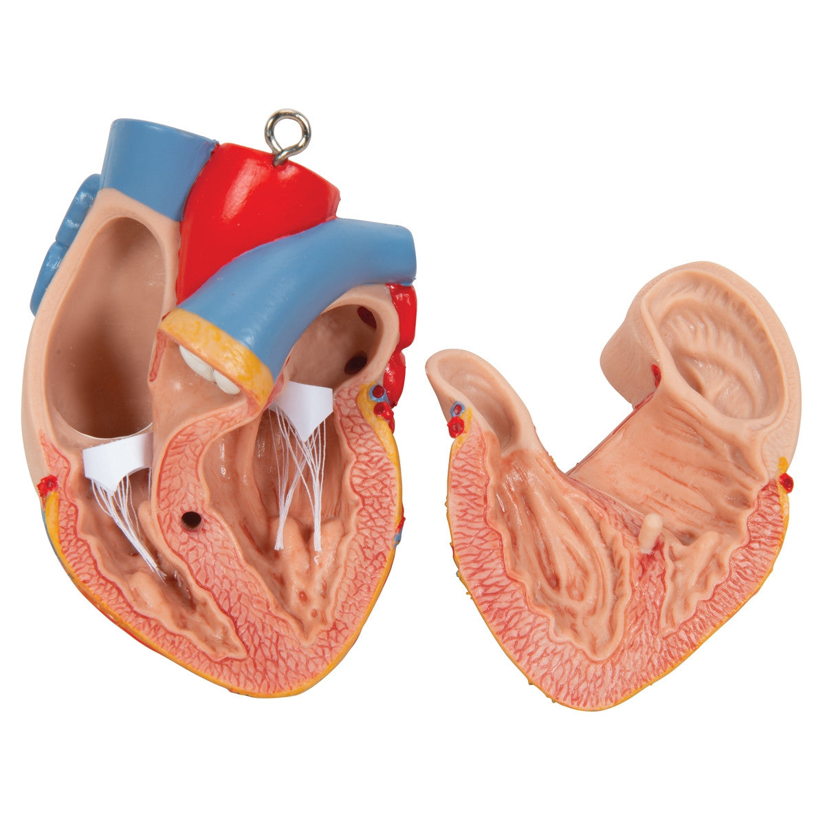 Deluxe Dual Sex Muscle Torso (31 part)