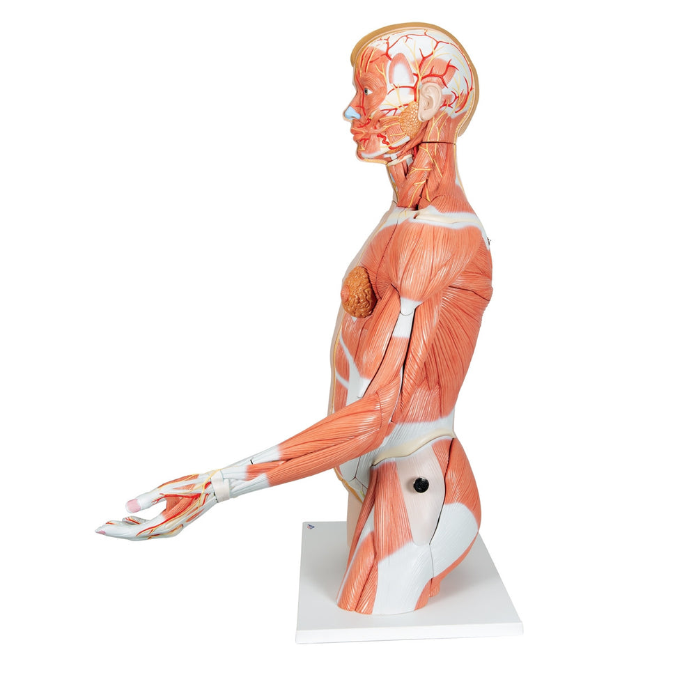 Life-size Dual Sex Torso with Muscle Arm (33 part)