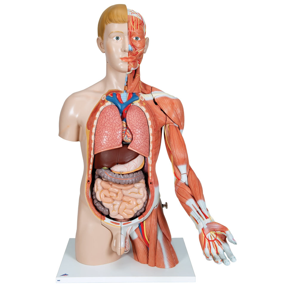 Life-size Dual Sex Torso with Muscle Arm (33 part)