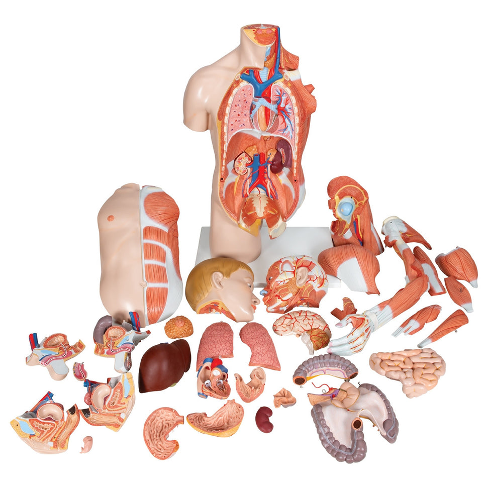 Life-size Dual Sex Torso with Muscle Arm (33 part)