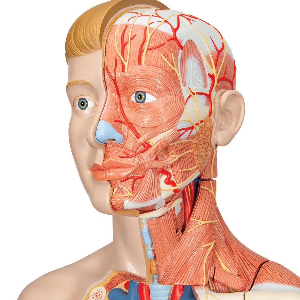 Life-size Dual Sex Torso with Muscle Arm (33 part)