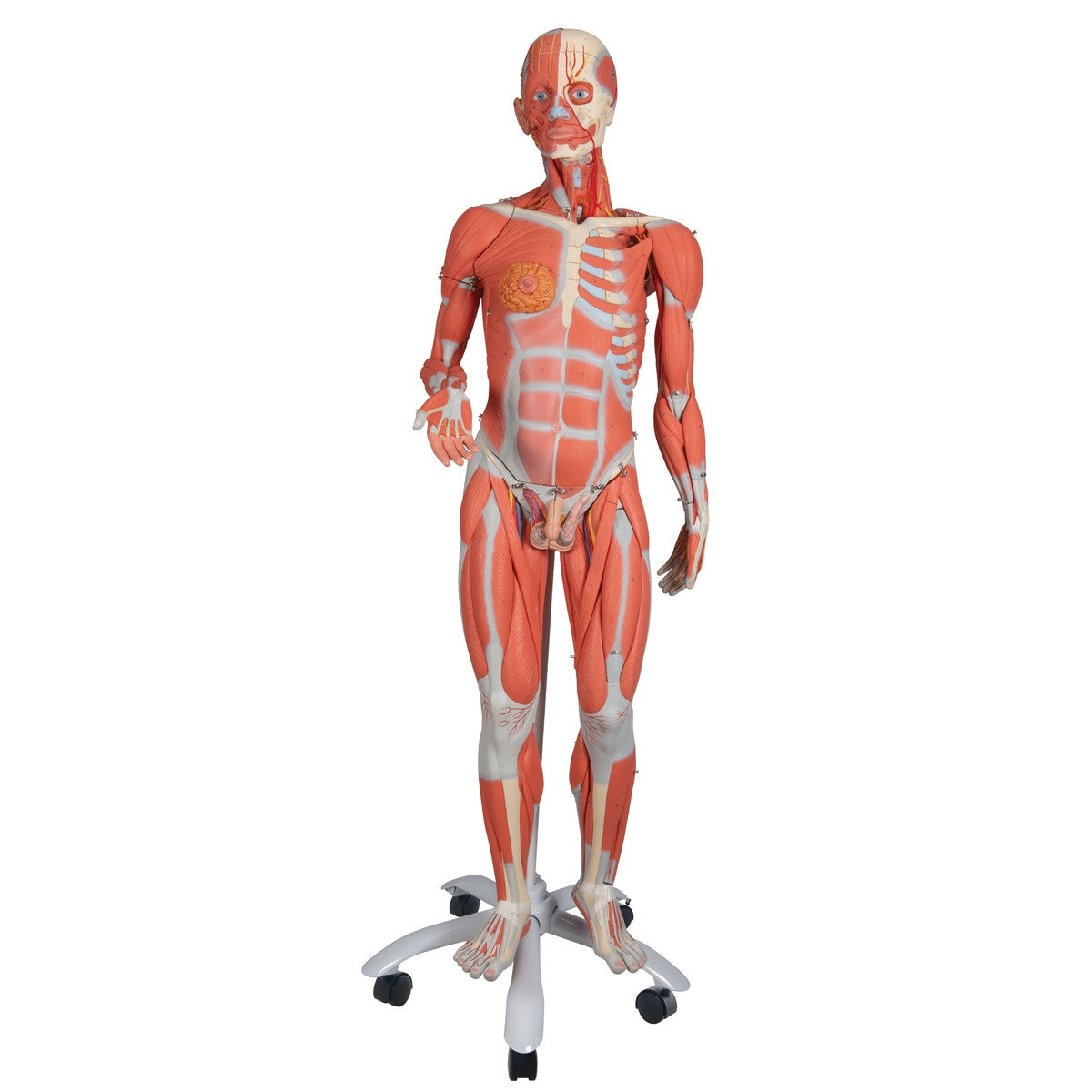 Deluxe Dual Sex Muscle Figure (45 part)