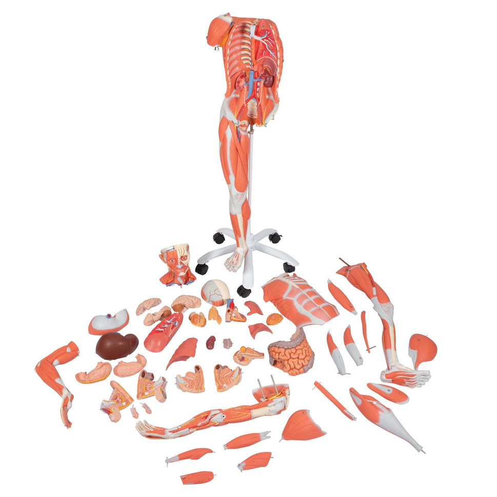 Deluxe Dual Sex Muscle Figure (45 part)