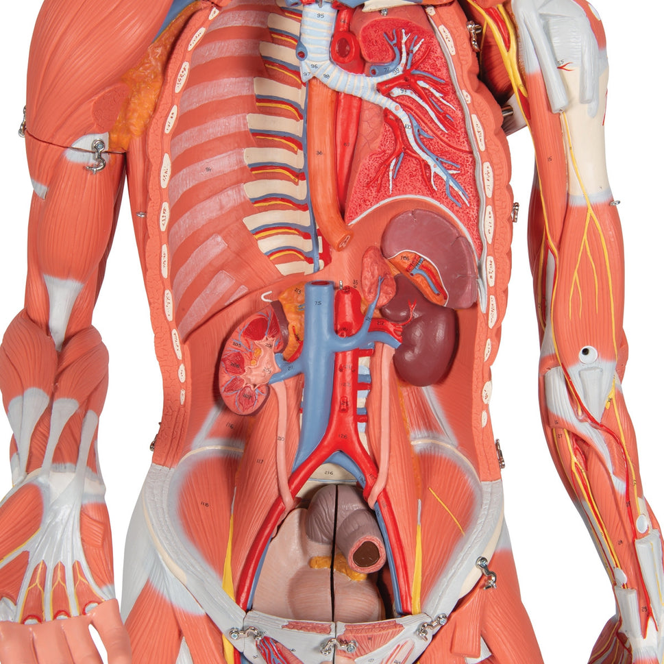 Deluxe Dual Sex Muscle Figure (45 part)