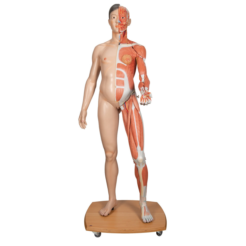 Life-Size Dual Sex Asian Human Figure Model (39 part) Dual Sex Anatomy Model