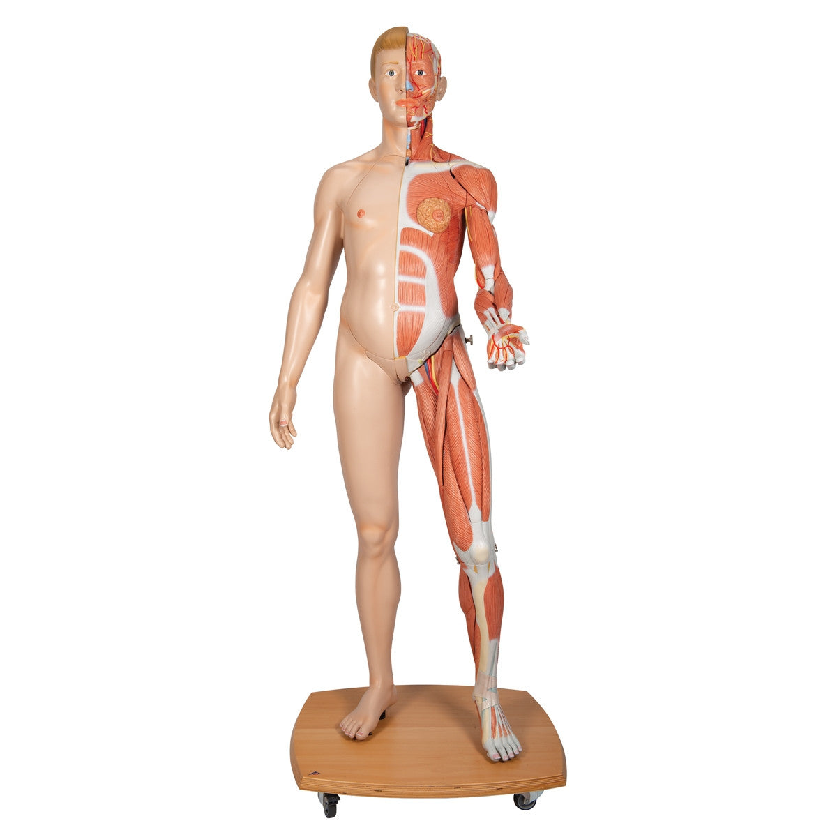 Life-Size Dual Sex Human Figure (39 part)