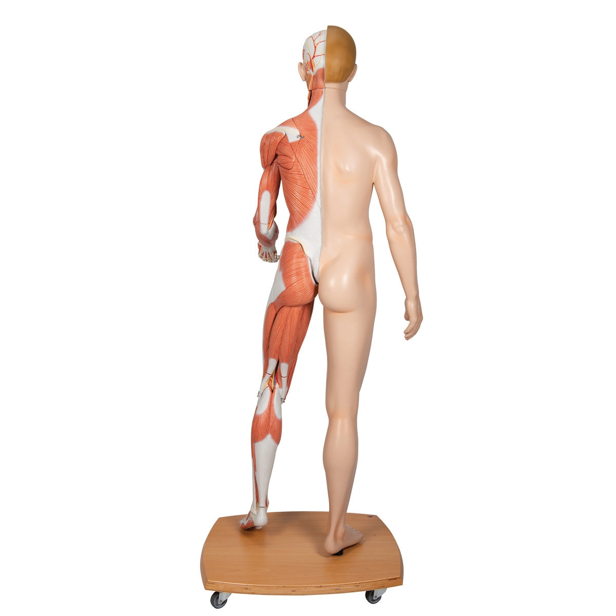 Life-Size Dual Sex Human Figure (39 part)