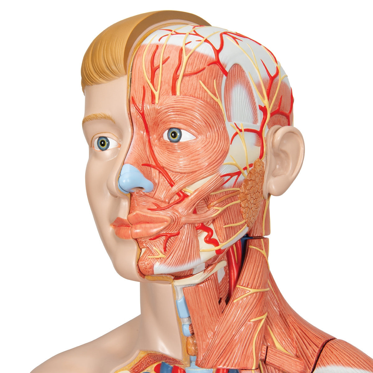 Life-Size Dual Sex Human Figure (39 part)