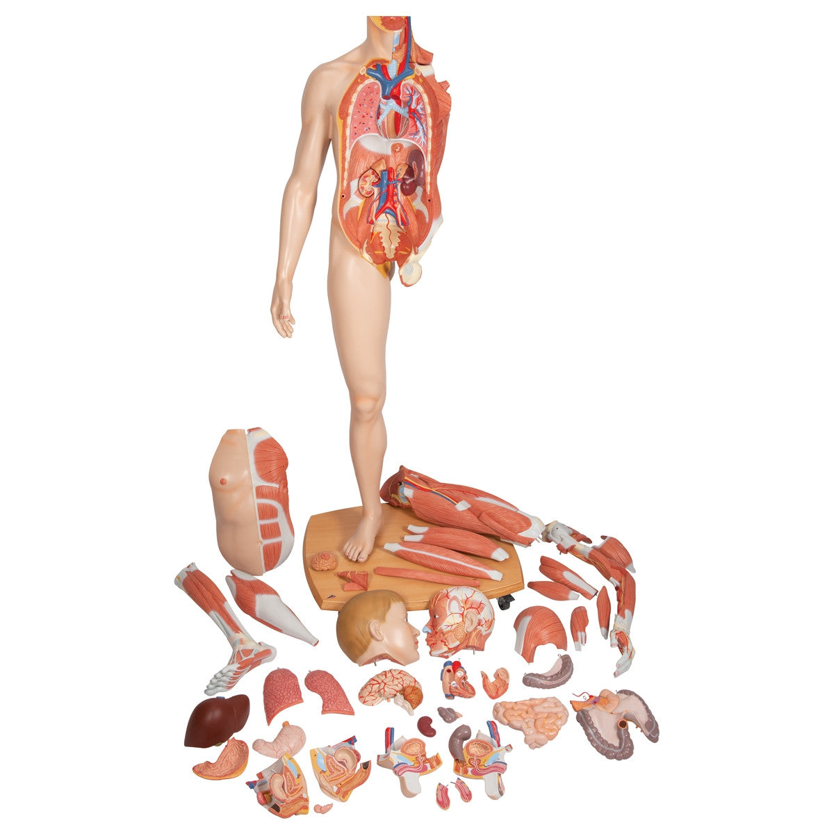 Life-Size Dual Sex Human Figure (39 part)