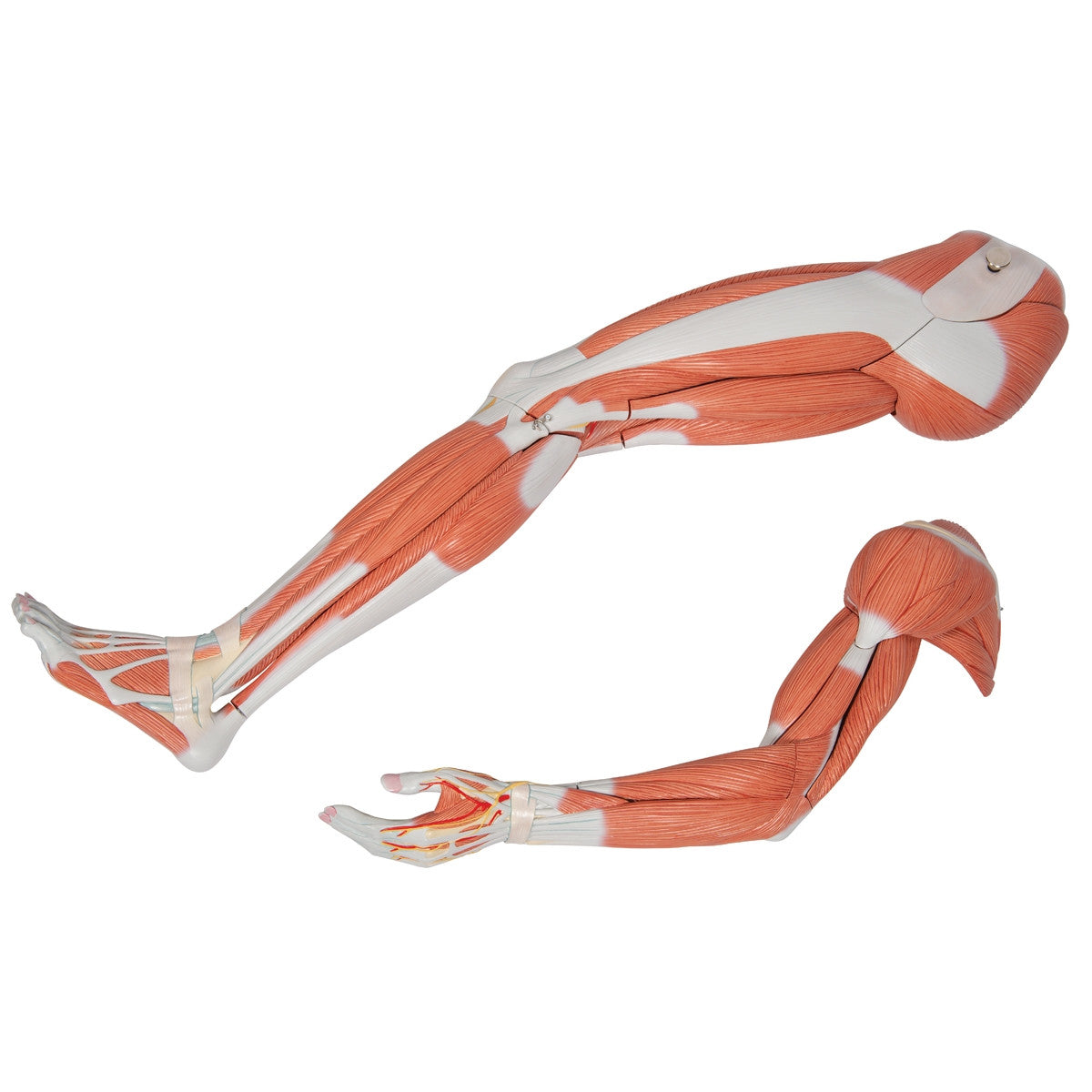 Life-Size Dual Sex Human Figure (39 part)