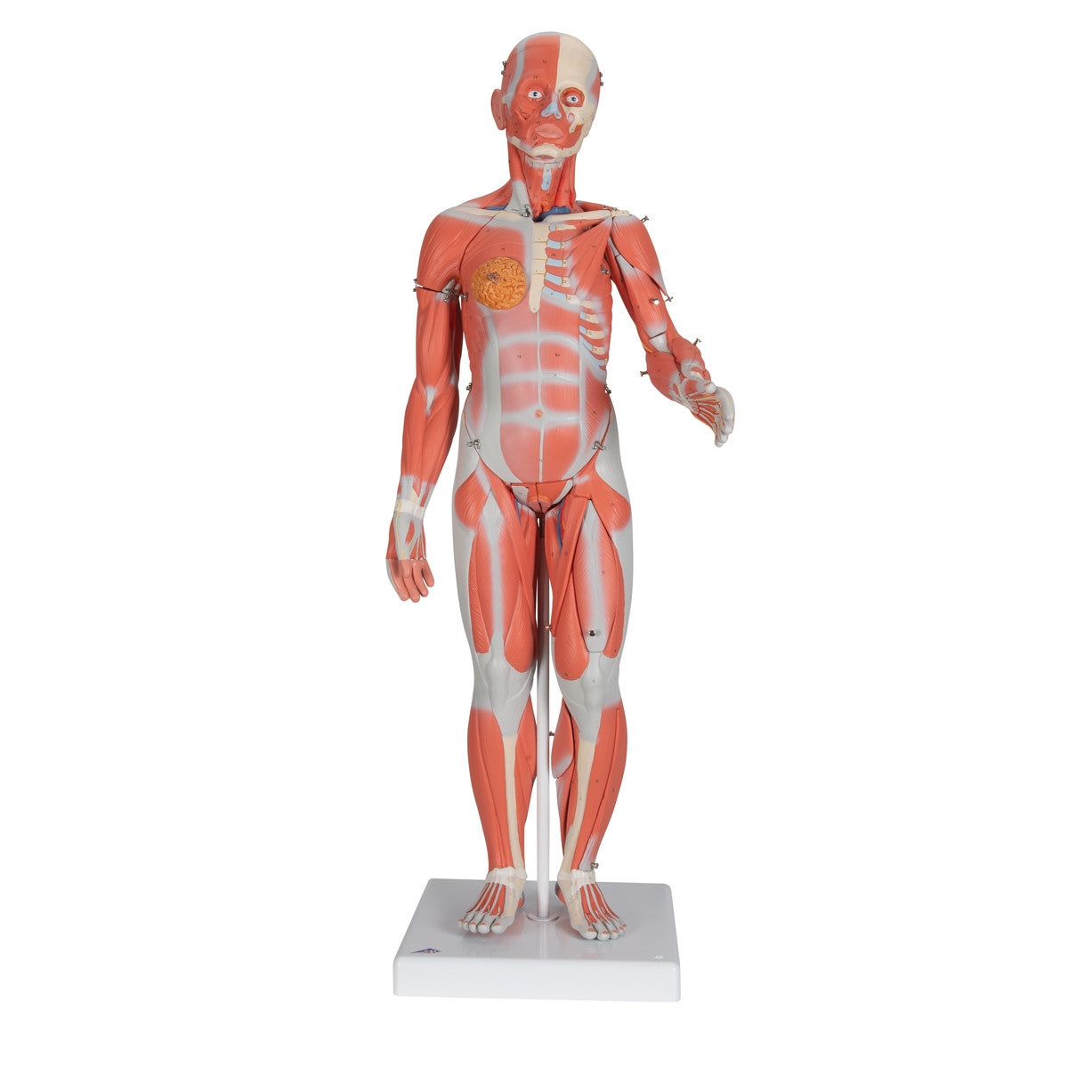 Complete Female Muscular Figure (21 part)