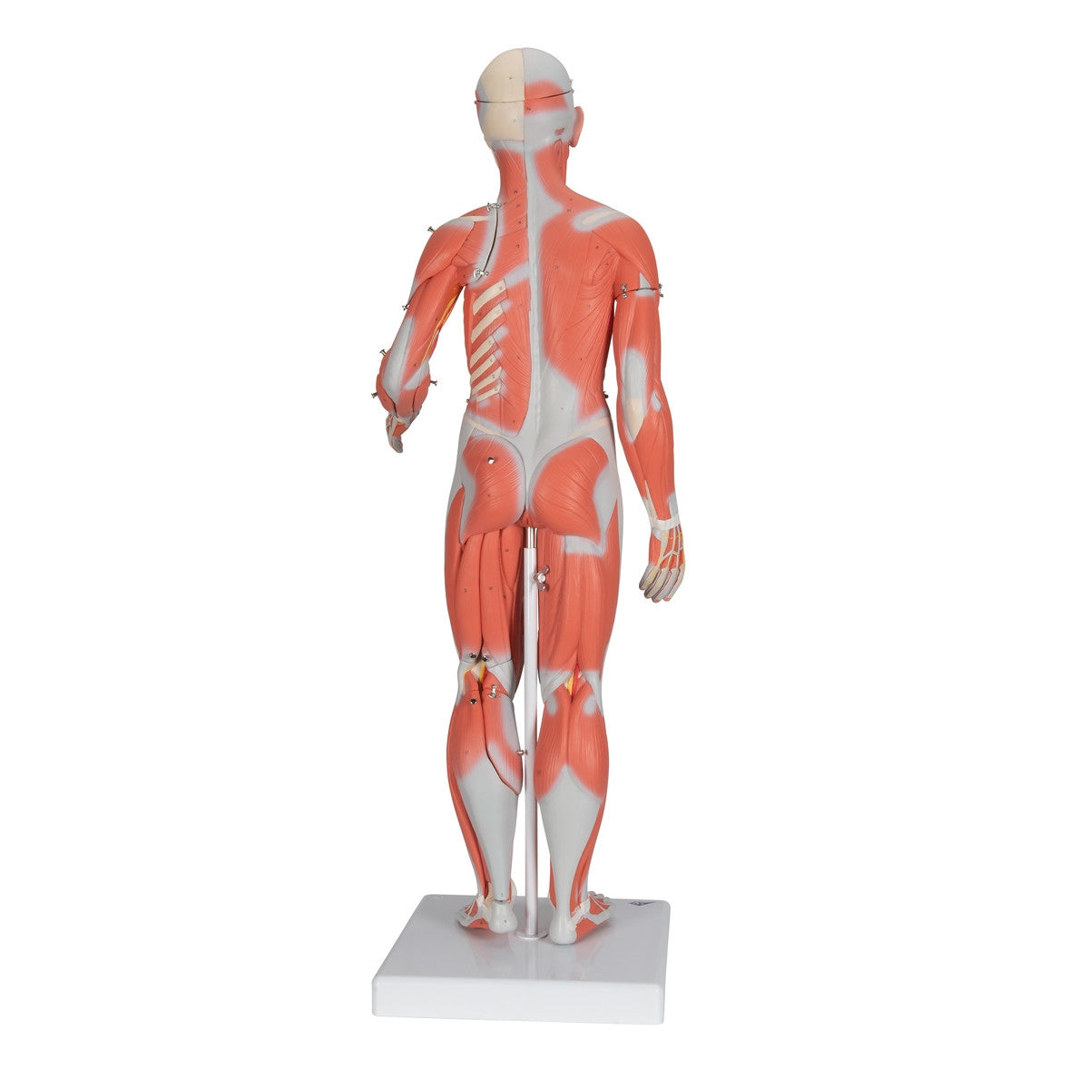 Complete Female Muscular Figure (21 part)