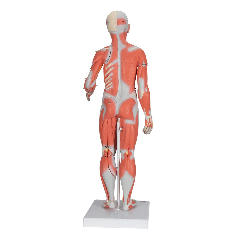 Complete Female Muscular Figure (21 part)