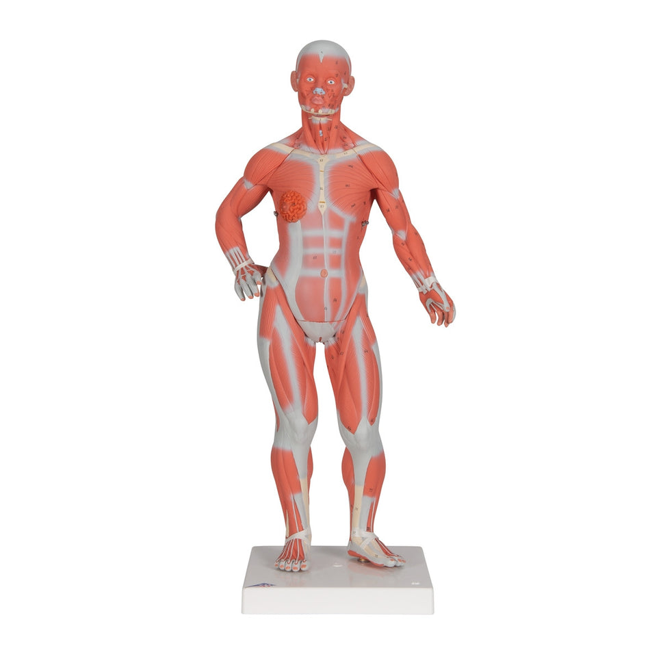 Mini Muscle Figure (2 part)