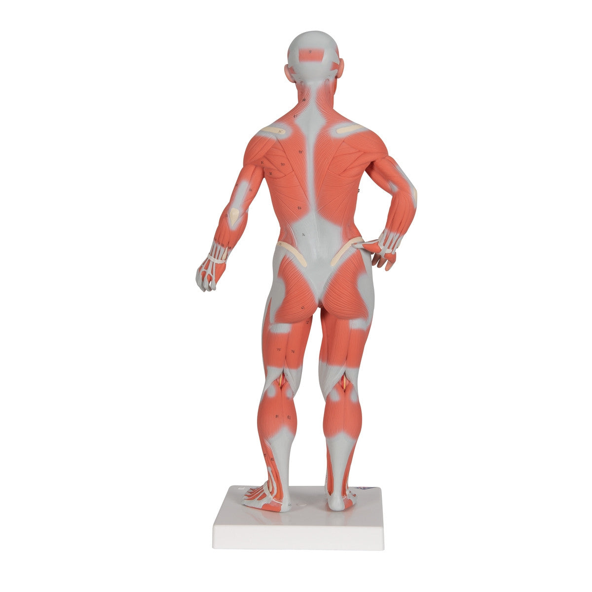 Mini Muscle Figure B59 / 1000212 | Musculature Anatomy Model | 3B ...