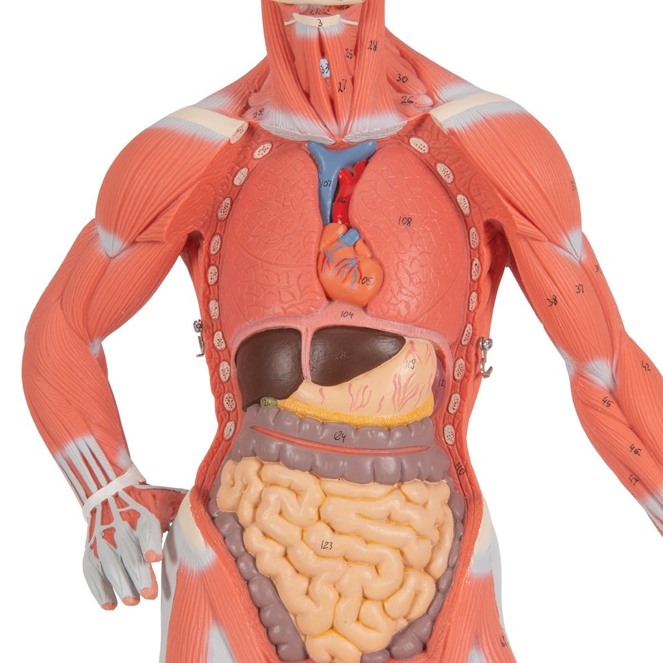 Mini Muscle Figure (2 part)