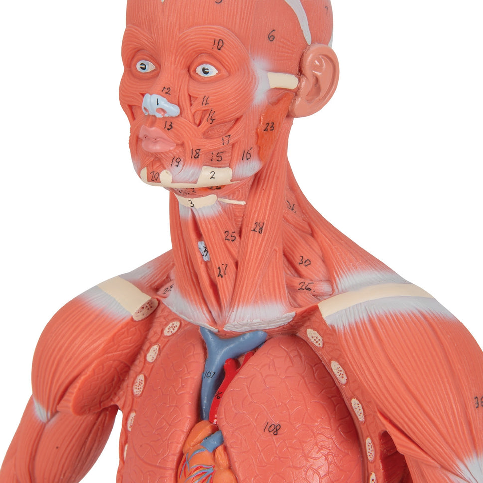 Mini Muscle Figure (2 part)