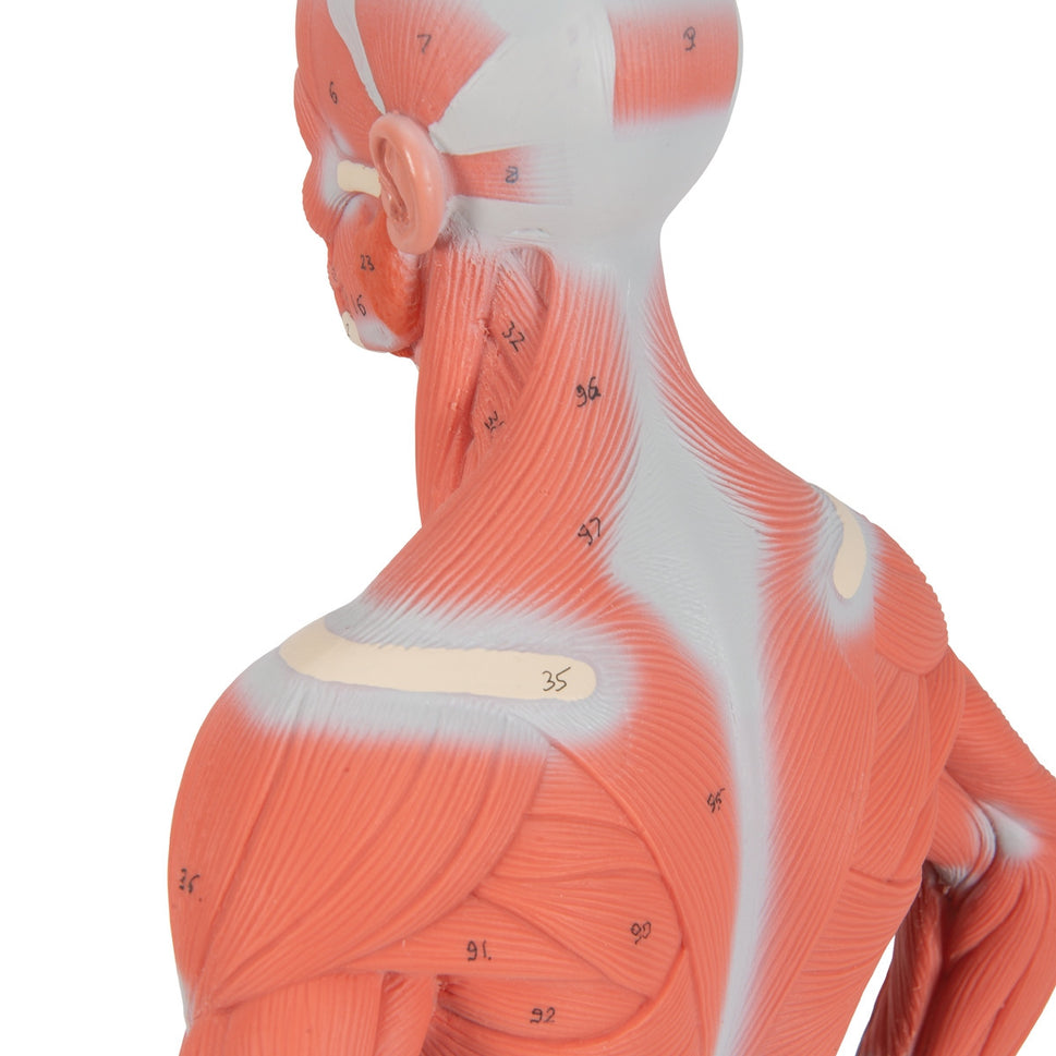 Mini Muscle Figure (2 part)