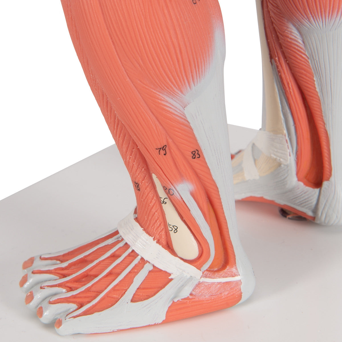 Mini Muscle Figure B59 / 1000212 | Musculature Anatomy Model | 3B ...