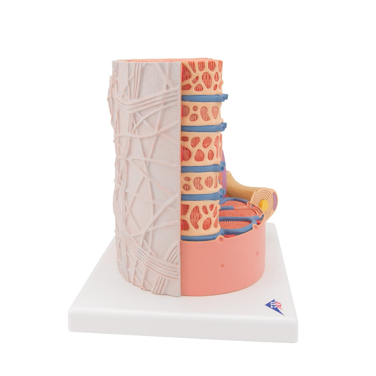 3B MICROanatomy Muscle Fiber Model (X 10,000 enlargement)