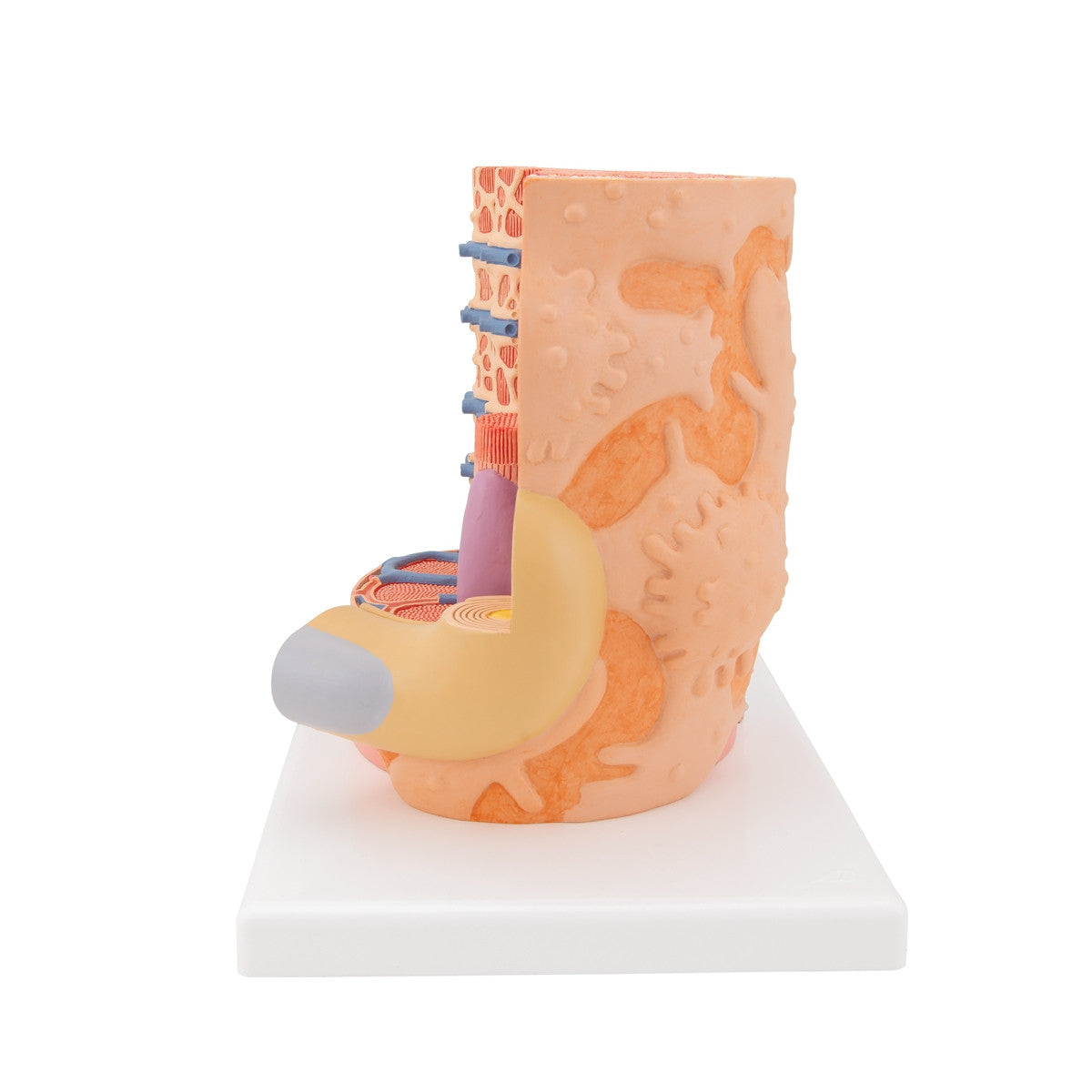3B MICROanatomy Muscle Fiber Model (X 10,000 enlargement)