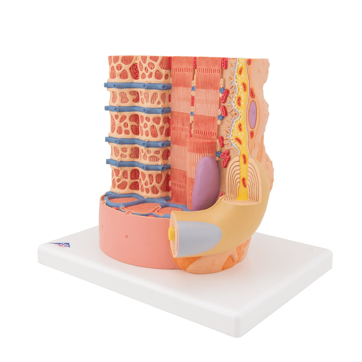 3B MICROanatomy Muscle Fiber Model (X 10,000 enlargement)