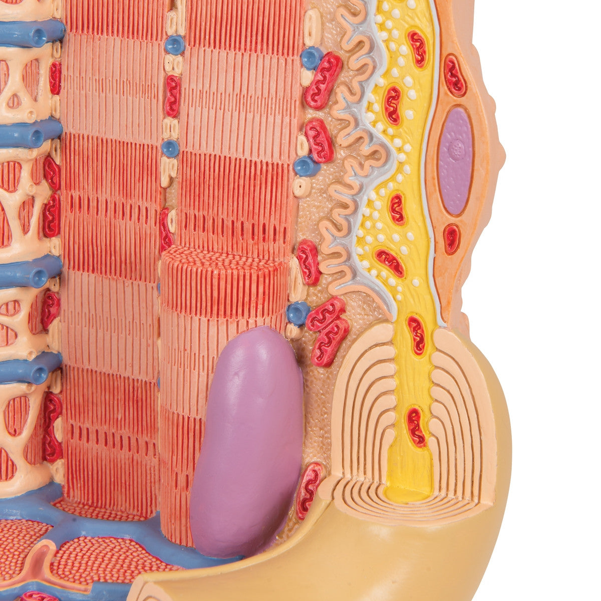 3B MICROanatomy Muscle Fiber Model (X 10,000 enlargement)
