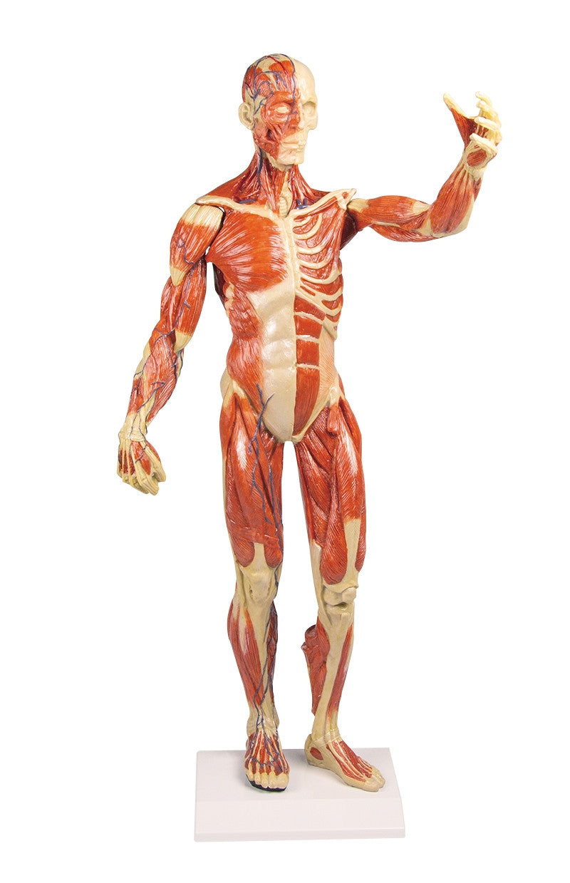 Muscular Figure (1/3 life size) B90 | Muscle Model Erler Zimmer ...