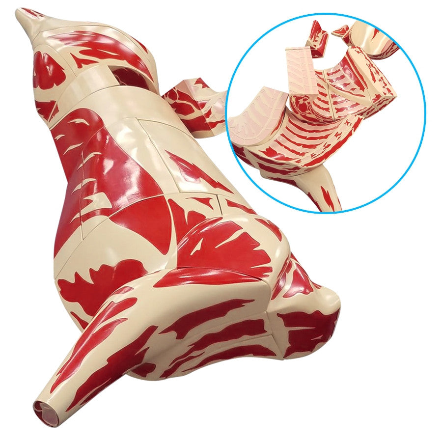 Butcher Beef Cut Models