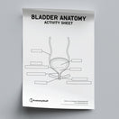 Switch Bladder Anatomy Activity Sheet PDF 2 image