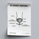 Switch Bladder Anatomy Poster PDF 2 image