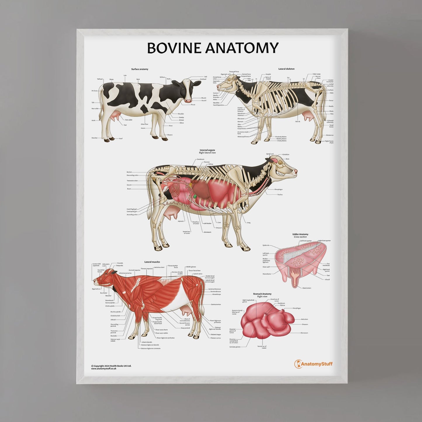 Bovine Anatomy Chart / Poster - Part of Collection