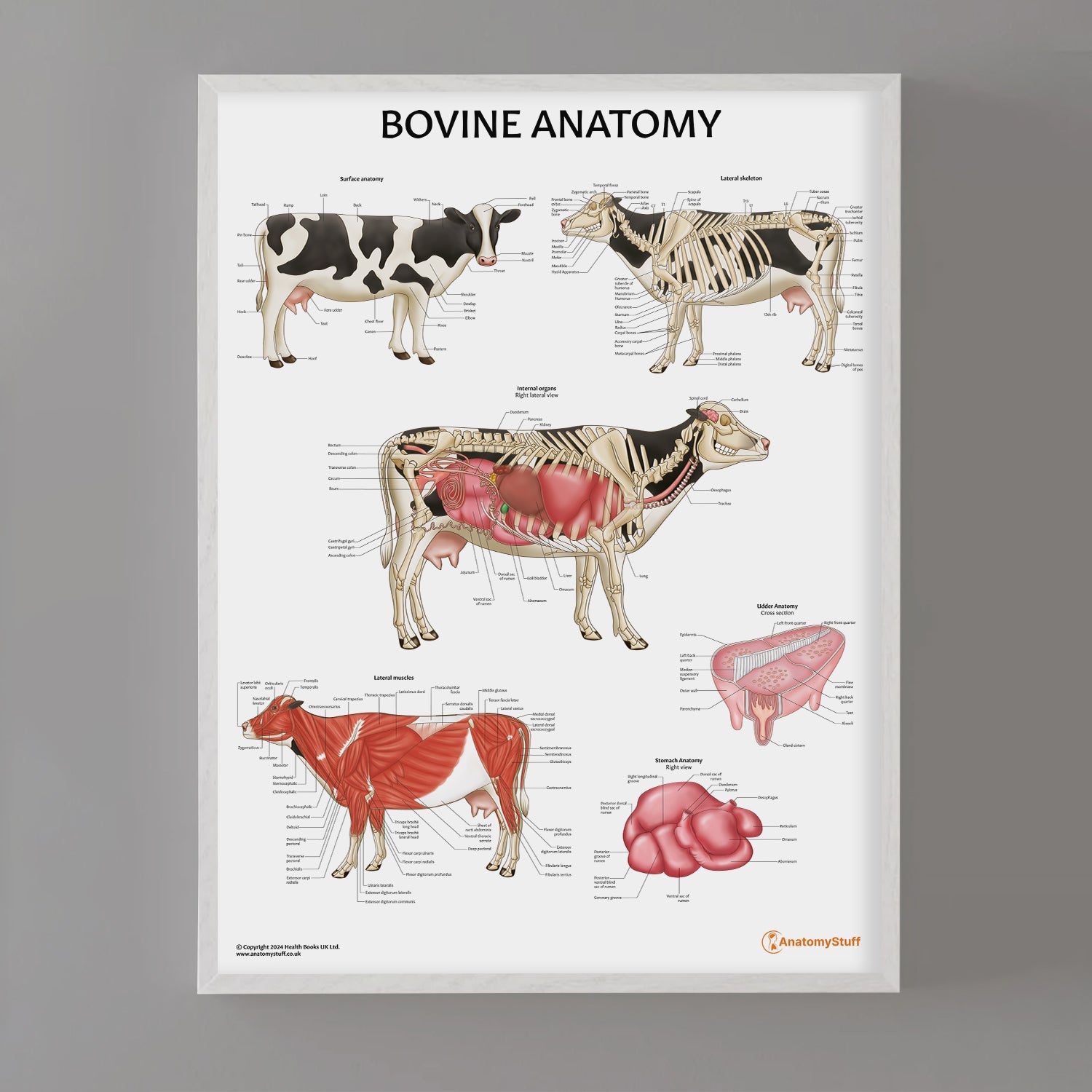 Bovine Anatomy Chart / Poster - Part of Collection