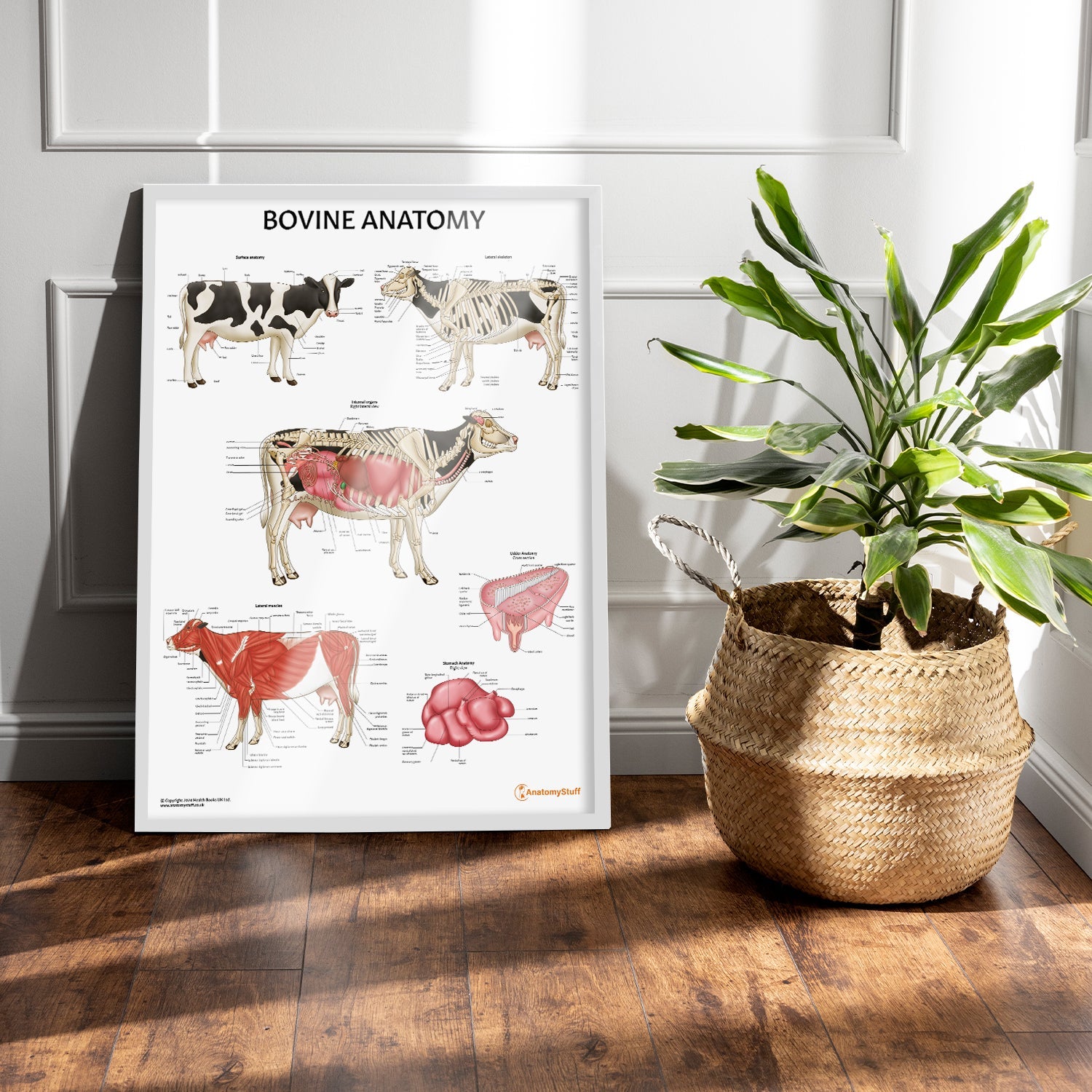 Bovine Anatomy Chart / Poster - Part of Collection