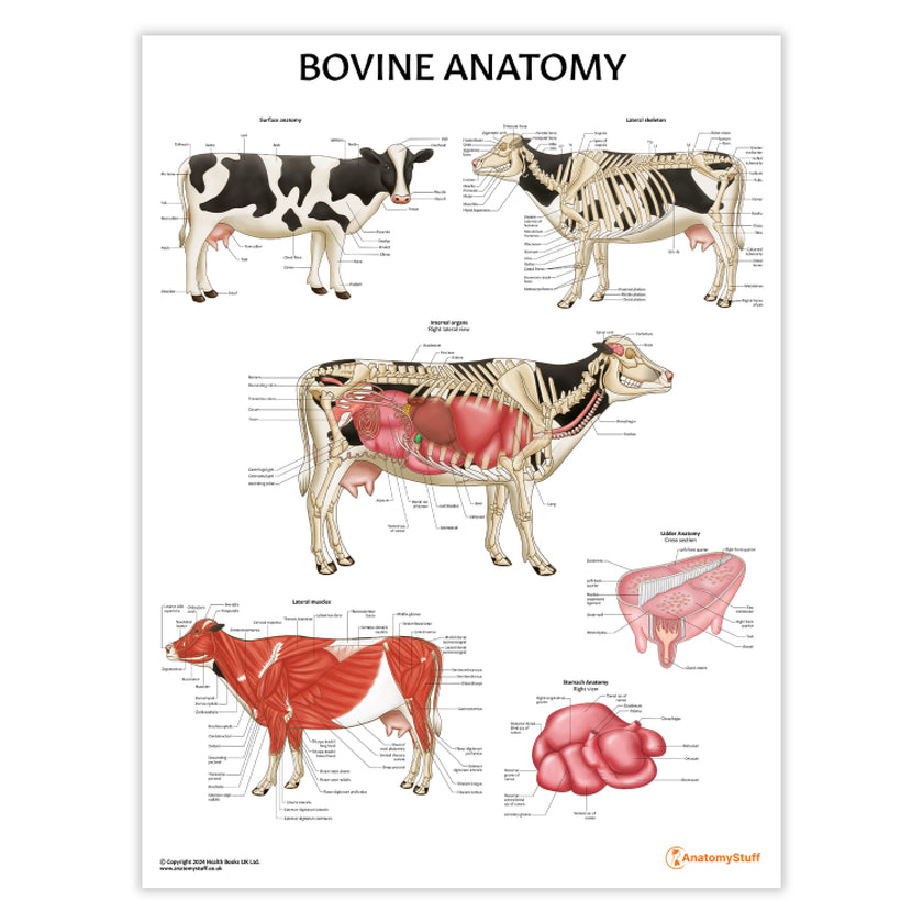 Bovine Anatomy Chart / Poster