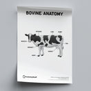 Switch Bovine Anatomy Poster PDF 2 image