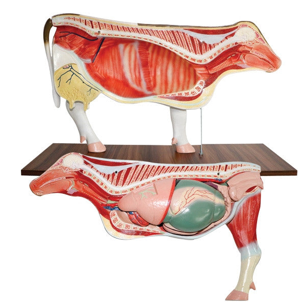 Cow Model (14 Part)
