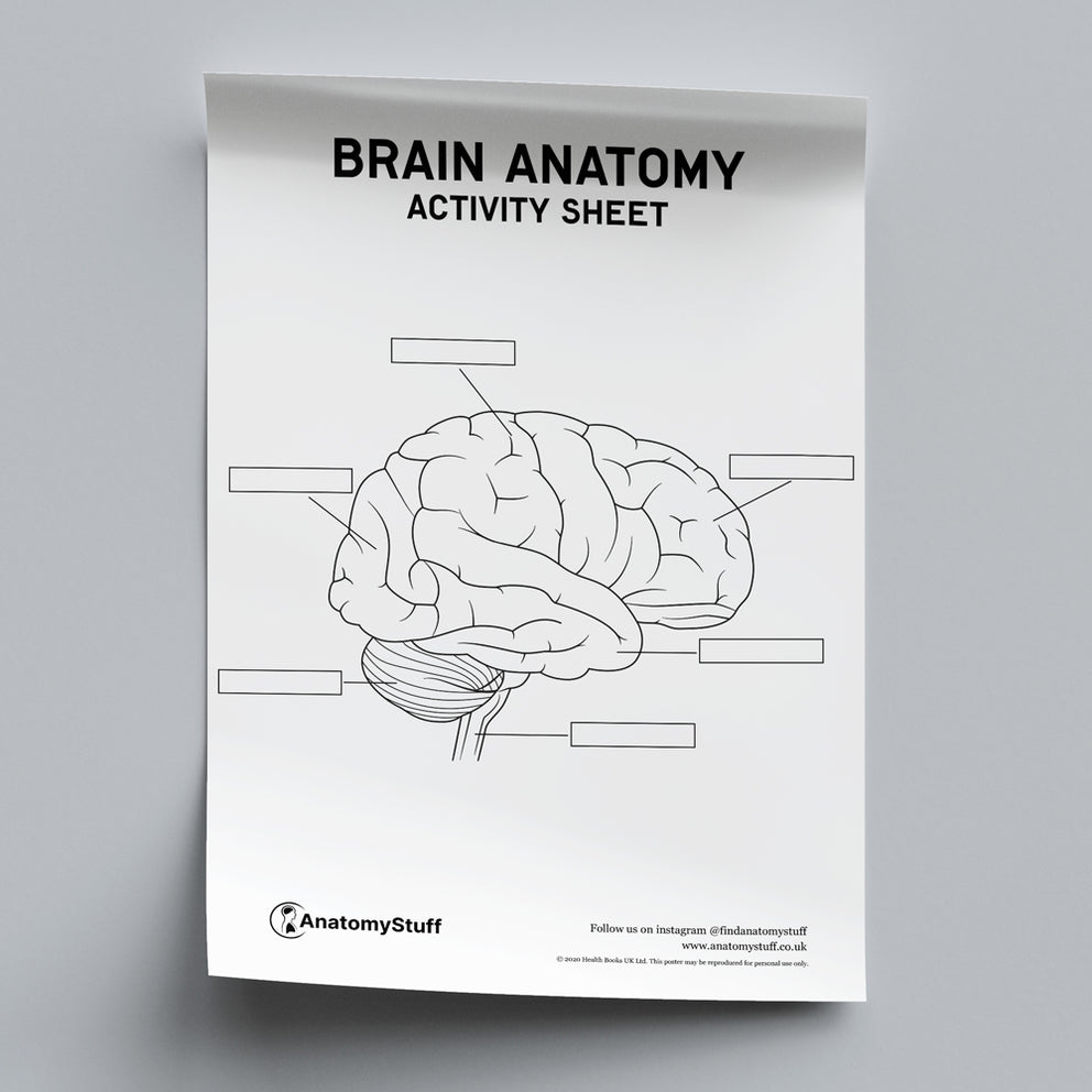 Brain Anatomy Activity Sheet PDF | AnatomyStuff