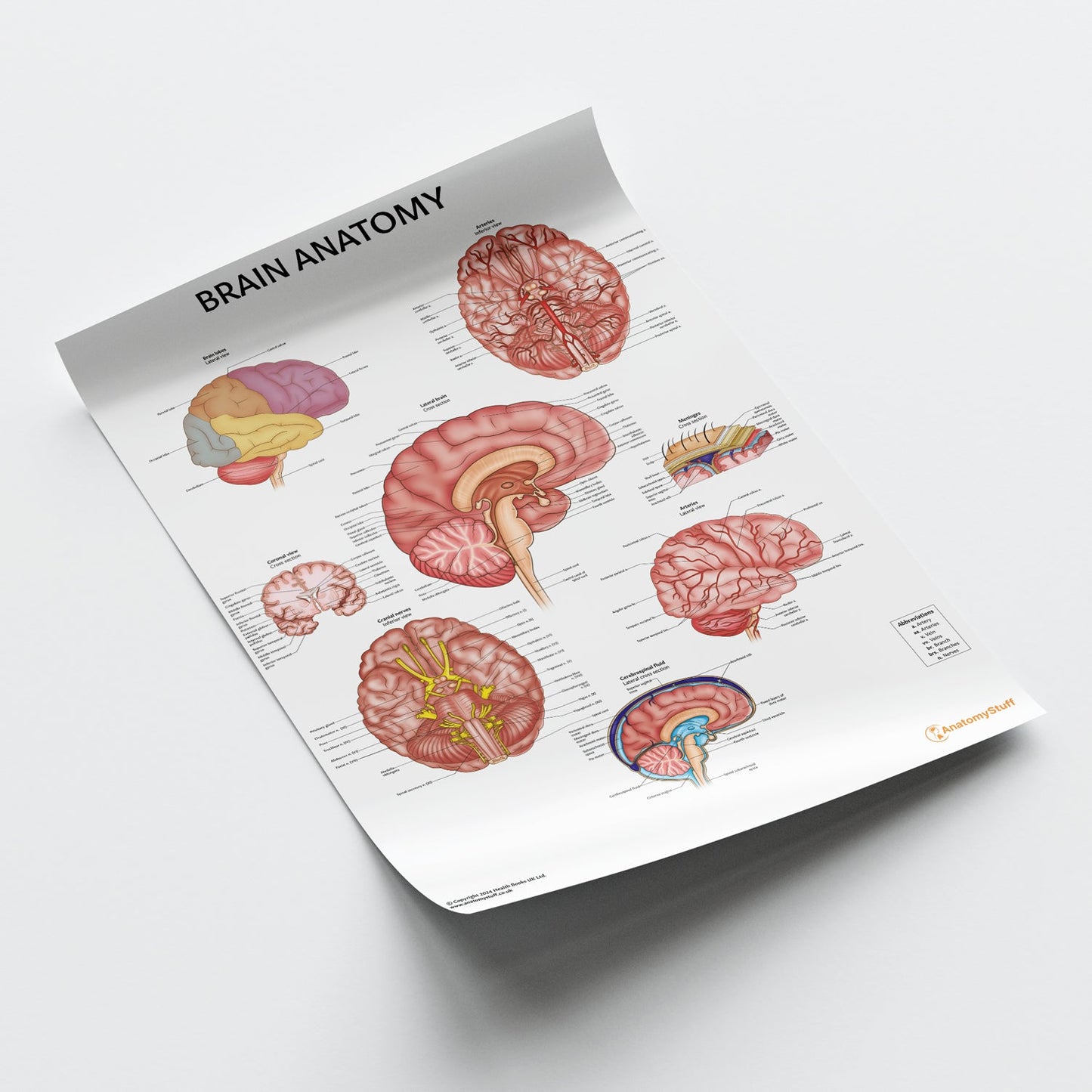 Brain Anatomy Chart / Poster - Part of Collection